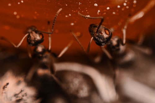 Two Vertical Climbing Carpenter Ants (Orange Tone Photo)