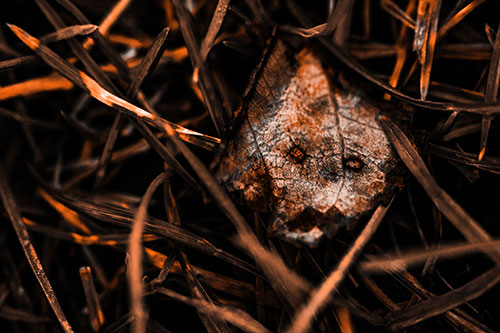 Upset Decaying Leaf Face Hiding Among Twisting Grass Blades (Orange Tone)