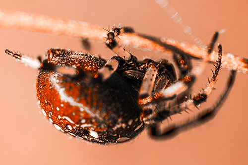 Upside Down Furrow Orb Weaver Spider Crawling Along Stem (Orange Tone Photo)