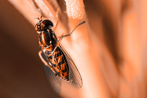 Vertical Leg Contorting Hoverfly (Orange Tone Photo)