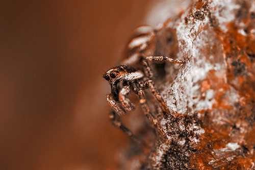 Vertical Perched Jumping Spider Extends Fangs (Orange Tone Photo)