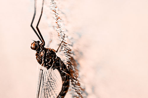 Vertical Perched Mayfly Sleeping (Orange Tone Photo)