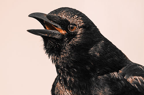 Vocal Crow Cawing Towards Sunlight (Orange Tone Photo)