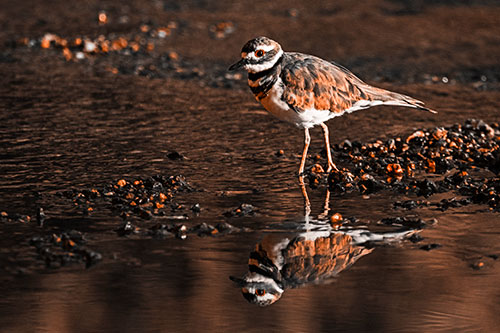 Wading Killdeer Wanders Shallow River Water (Orange Tone)