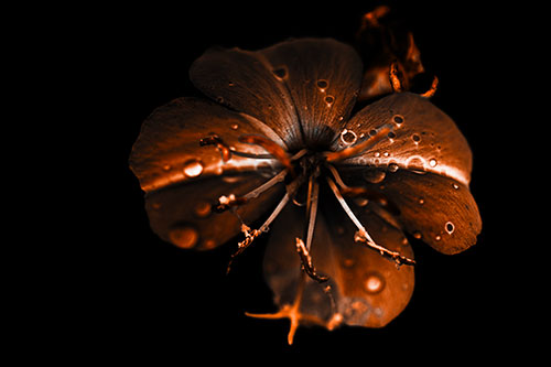 Water Droplet Primrose Flower After Rainfall (Orange Tone Photo)