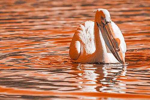 Water Floating Pelican Hunting For Food (Orange Tone)