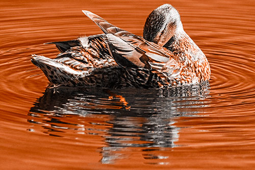 Water Rippling Mallard Duck Grooming Self (Orange Tone)