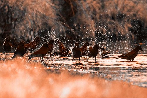 Water Splashing Crows Enjoy Bird Bath Along River Shore (Orange Tone Photo)
