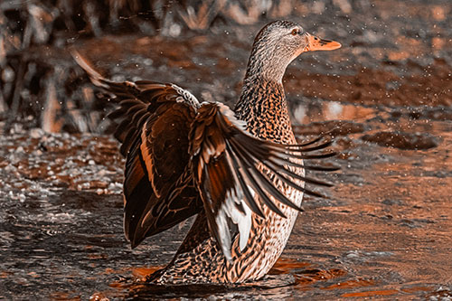 Water Splashing Mallard Duck Flapping Wings Among Pond (Orange Tone Photo)