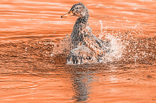 Water Splashing Mallard Duck Taking Bird Bath (Orange Tone)
