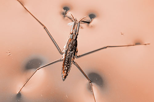 Water Strider Perched Atop Calm River (Orange Tone)