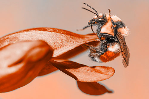Waving Red Belted Bumble Bee Climbing Flower Petal (Orange Tone)