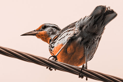 Western Meadowlark Keeping Watch Atop Powerline Wire (Orange Tone)