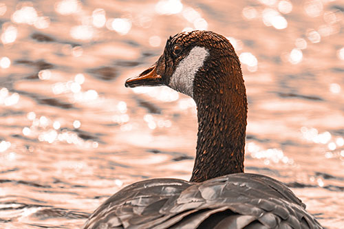 Wet Headed Canadian Goose Among Glistening Water (Orange Tone)
