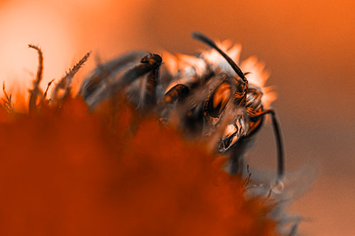 Wet Honey Bee Hiding Among Blanket Flower (Orange Tone)