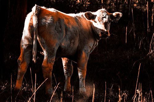 White Cow Calf Looking Backwards (Orange Tone Photo)