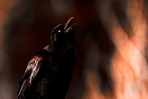 White Eyed Crow Cawing Into Sunlight (Orange Tone Photo)