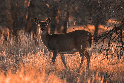 White Tailed Deer Spots Intruder Beside Dead Tree (Orange Tone Photo)