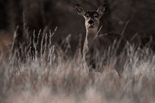 White Tailed Deer Stares Behind Feather Reed Grass (Orange Tone Photo)