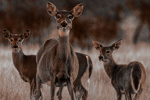White Tailed Deer Trio Watch Among Wheatgrass (Orange Tone)