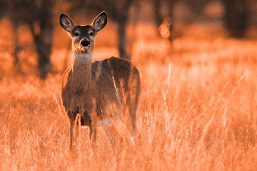 White Tailed Deer Watches With Anticipation (Orange Tone Photo)