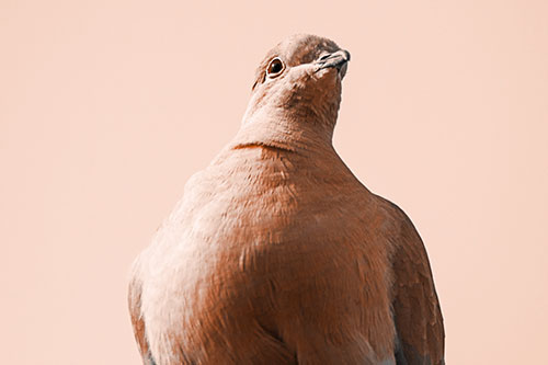 Wide Eyed Collared Dove Keeping Watch (Orange Tone Photo)