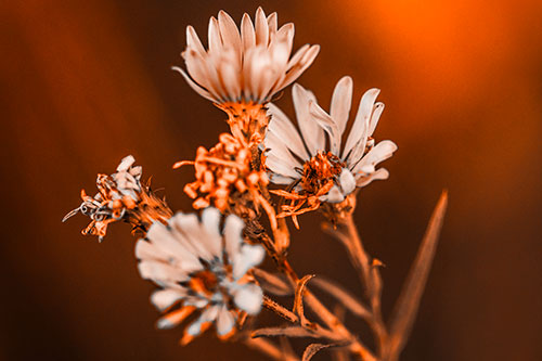 Withering Aster Flowers Decaying Among Sunshine (Orange Tone Photo)