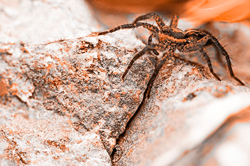 Wolf Spider Crawling Over Cracked Rock Crevice (Orange Tone Photo)