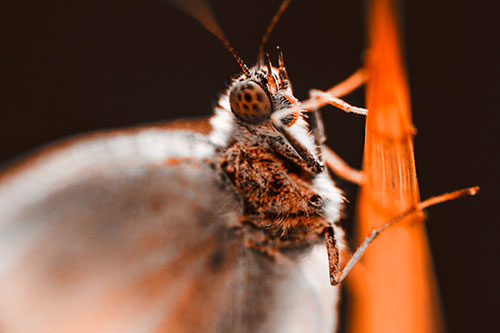 Wood White Butterfly Hugs Grass Blade (Orange Tone Photo)