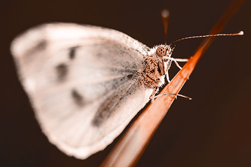 Wood White Butterfly Perched Atop Grass Blade (Orange Tone Photo)
