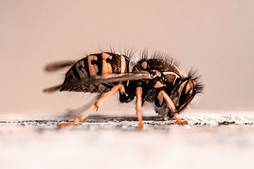 Yellowjacket Wasp Chewing Wood (Orange Tone)
