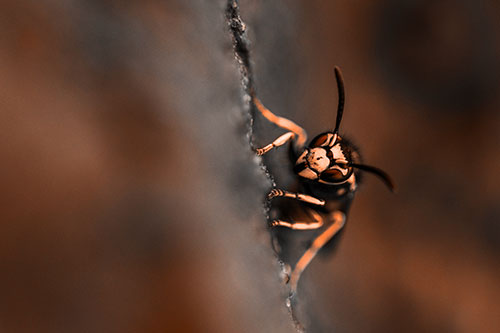 Yellowjacket Wasp Crawling Rock Vertically (Orange Tone)