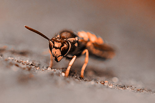 Yellowjacket Wasp Prepares For Flight (Orange Tone Photo)