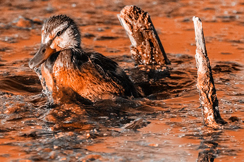 Young Mallard Duckling Playing Among Algae (Orange Tone)
