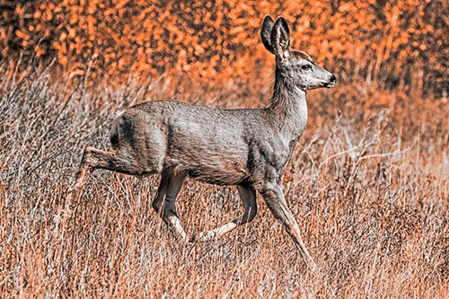 Young Mule Deer Galloping Across Grassland (Orange Tone)