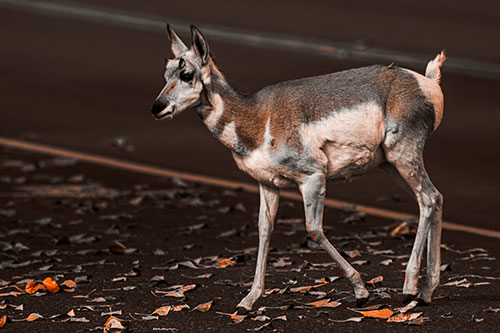 Young Pronghorn Crosses Leaf Covered Road (Orange Tone Photo)