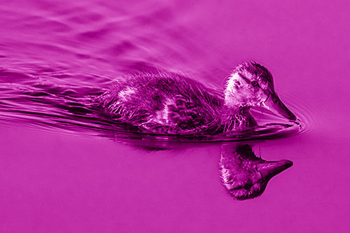 Aging Mallard Duckling Swimming Through Calm Water (Pink Shade)