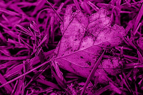 Agony Decaying Leaf Face Suffering Among Grass Blades (Pink Shade)