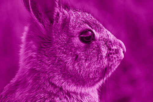 Alert Bunny Rabbit Detects Noise (Pink Shade Photo)