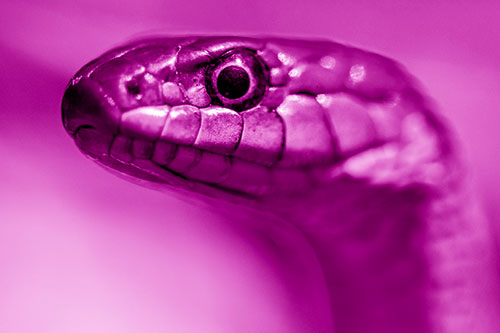 Alert Garter Snake Keeping Eye Out (Pink Shade)