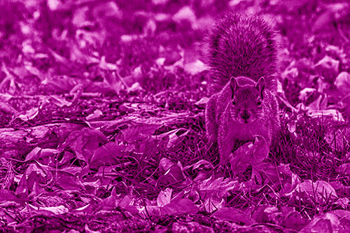 Alert Squirrel Freezes Among Fall Leaves (Pink Shade)