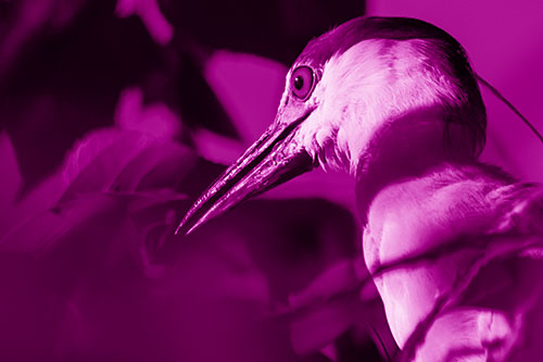 Algae Beak Black Crowned Night Heron (Pink Shade Photo)