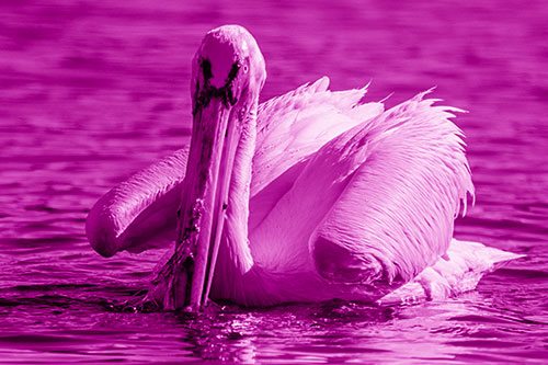 Algae Beaked Pelican Fishes For Salamanders (Pink Shade)