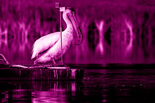 Algae Beaked Pelican Taking Lake Swim Break (Pink Shade Photo)