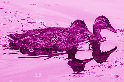 Algae Coated Female Mallard Ducks Swimming In Unison (Pink Shade)
