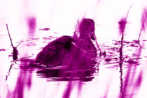 Algae Covered Loch Ness Mallard Monster Duck (Pink Shade Photo)