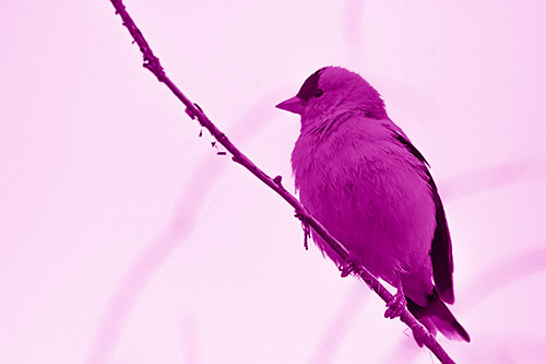 American Goldfinch Perched Along Slanted Branch (Pink Shade Photo)