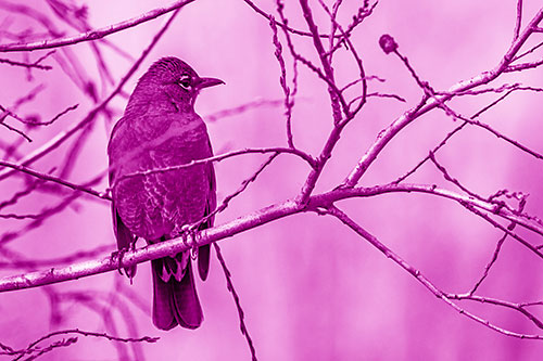 American Robin Looking Sideways Among Twisting Tree Branches (Pink Shade)