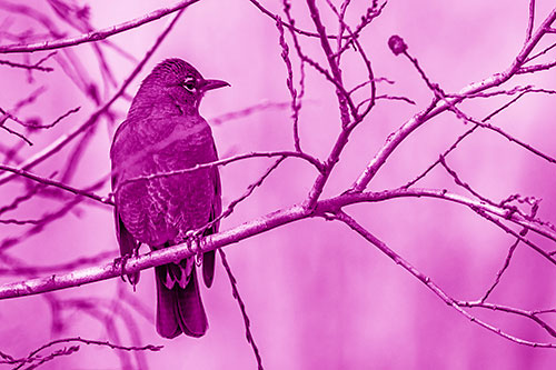 American Robin Looking Sideways Among Twisting Tree Branches (Pink Shade Photo)
