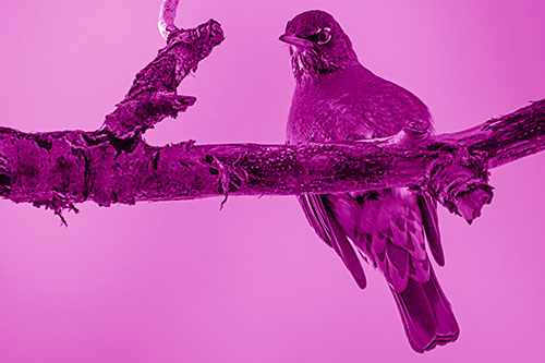 American Robin Perched Along Thick Decomposing Tree Branch (Pink Shade)